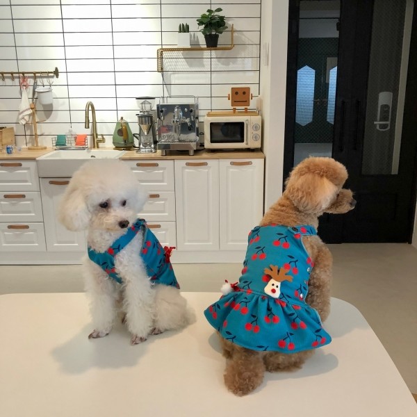 페오펫몰,치어펫 루돌프의 하루 / 크리스마스 강아지옷