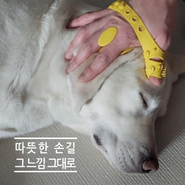 페오펫몰,몬도미오펫 그루밍 마사지장갑 더콤마V2 (고양이빗 강아지브러시 죽은털제거)