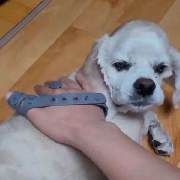 페오펫몰,몬도미오펫 그루밍 마사지장갑 더콤마V2 (고양이빗 강아지브러시 죽은털제거)