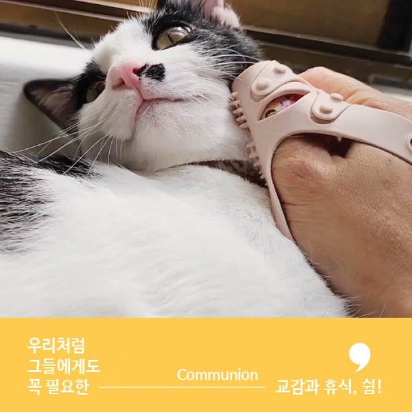 페오펫몰,몬도미오펫 그루밍 마사지장갑 더콤마V2 (고양이빗 강아지브러시 죽은털제거)