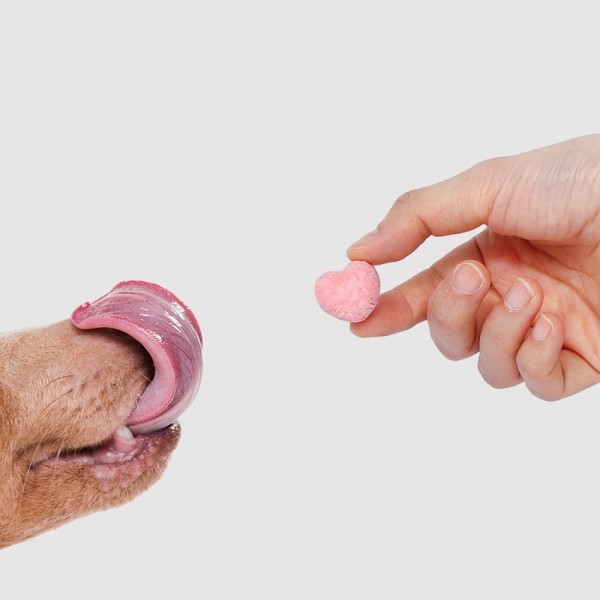 페오펫몰,[알로키친] 강아지 유기농 생과일 요거트 4종 #범산목장 #유산균