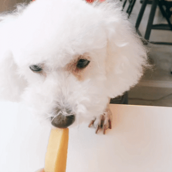 페오펫몰,[오래오래프로젝트] 히말라야 야크치즈 M