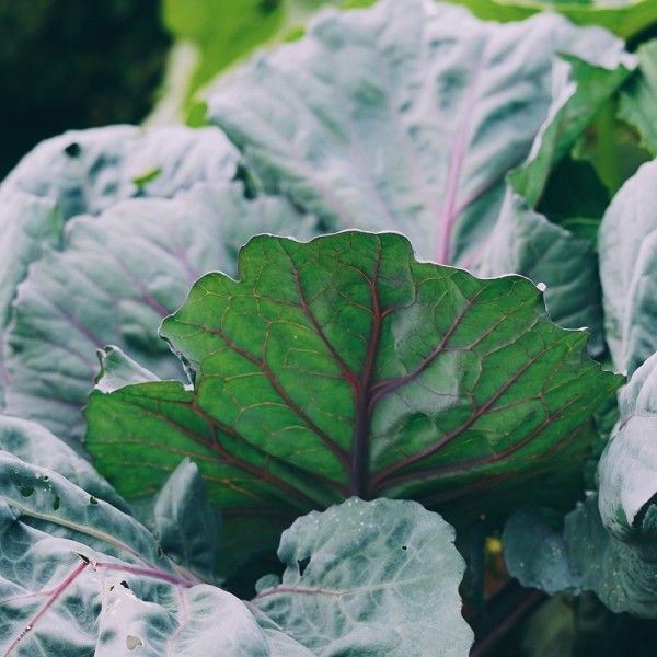 페오펫몰,[2개세트] 알로키친 알로칩스 적양배추칩