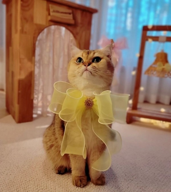 페오펫몰,바이도담 파티썸머 리본타이 케이프