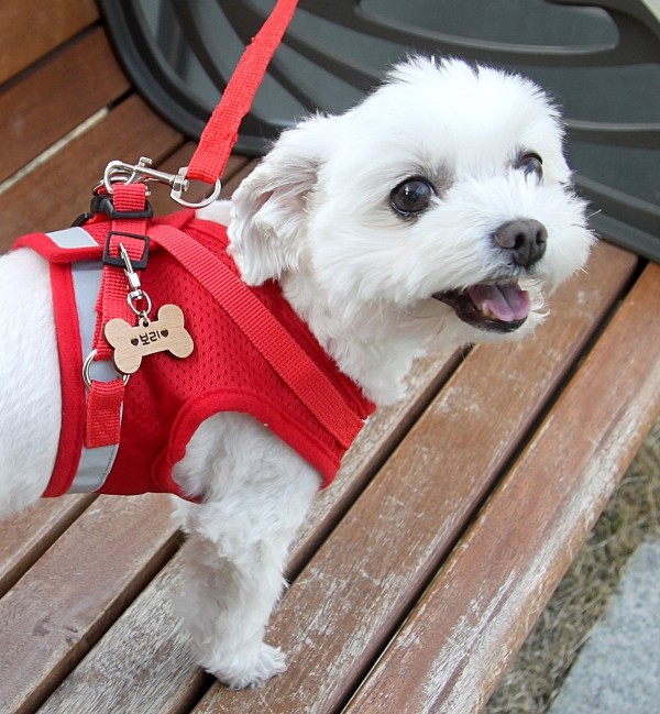 페오펫몰,포코 원목 반려동물 강아지 고양이 인식표 명찰 목걸이 이름표 써지컬 네임택 고리 하네스