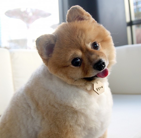 페오펫몰,포코 원목 반려동물 강아지 고양이 인식표 명찰 목걸이 이름표 써지컬 네임택 고리 하네스