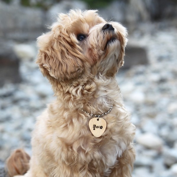 페오펫몰,포코 원목 반려동물 강아지 고양이 인식표 명찰 목걸이 이름표 써지컬 네임택 고리 하네스