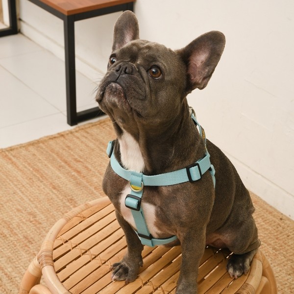 페오펫몰,[SPEL] 스펠 착!하네스 ver2 SET 민트 (MINT)