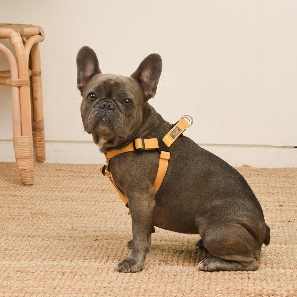 페오펫몰,[SPEL] 스펠 착!하네스 ver2 SET 옐로우 (YELLOW)