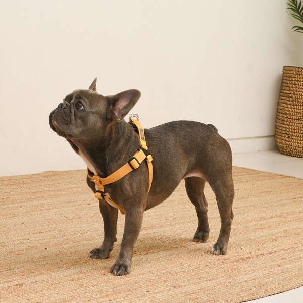 페오펫몰,[SPEL] 스펠 착!하네스 ver2 SET 옐로우 (YELLOW)