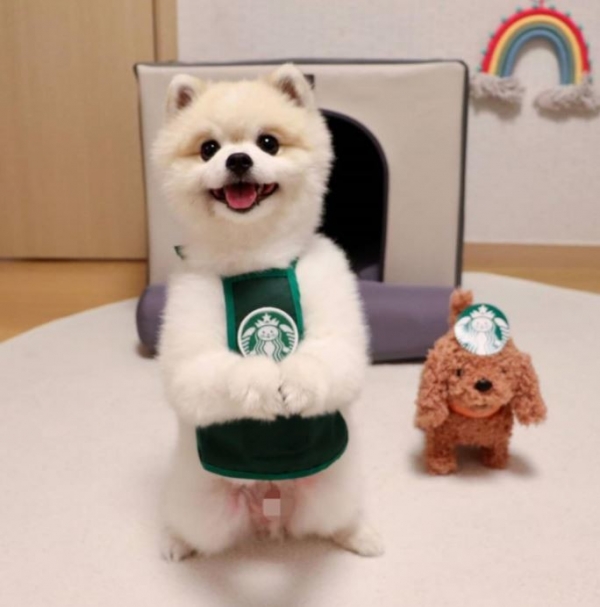 페오펫몰,강아지 애견 커피 종업원 멍타벅스 티셔츠 코스프레 코스튬 옷