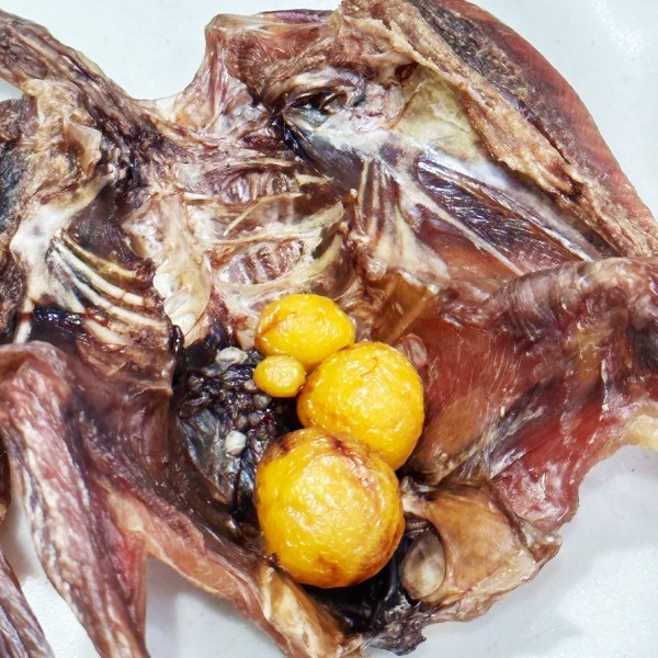 페오펫몰,가지고 놀면서 먹는 수제간식 메추리 2p,6p