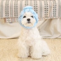 [오드펫] 또또또 친구들 방수헤어밴드_오댕