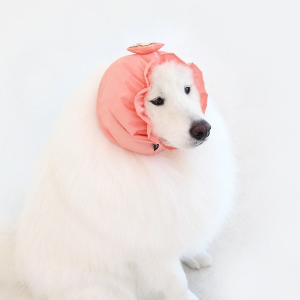 페오펫몰,[오드펫] 또또또 친구들 방수헤어밴드_껴또