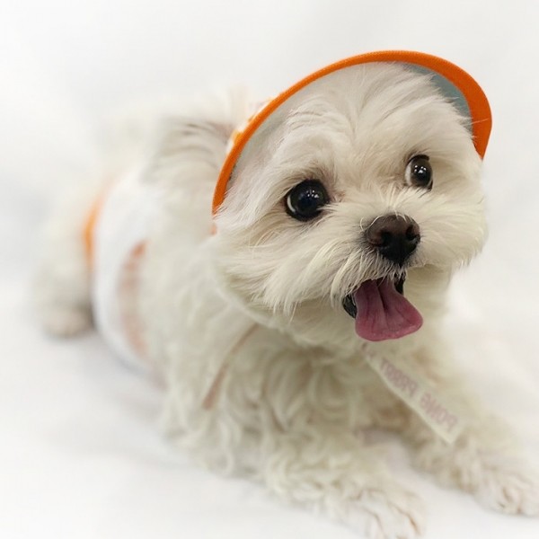 페오펫몰,[오드펫]또또또친구들 체크 UV썬캡 오즈