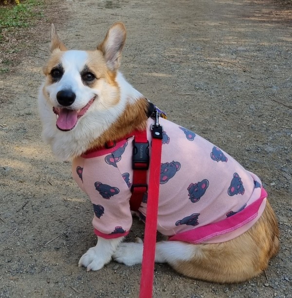 [자체제작]아기코끼리 덤보 티셔츠 나그랑 민소매 중형견 가을옷