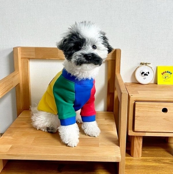 아노아노 컬러파티맨투맨  옐로