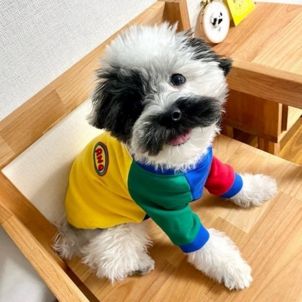 페오펫몰,아노아노 컬러파티맨투맨  옐로