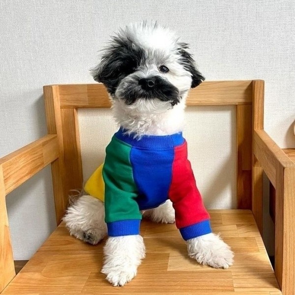 페오펫몰,아노아노 컬러파티맨투맨  옐로