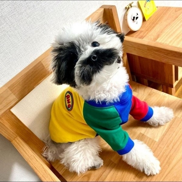 페오펫몰,아노아노 컬러파티맨투맨  옐로