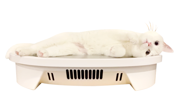 페오펫몰,둘키스(dulcis) 온도조절 4계절 펫침대 (강아지 고양이 쿨매트 온열매트)