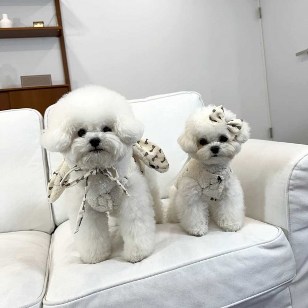 페오펫몰,디어아지 리본 조끼 겨울 봄 베스트 아우터