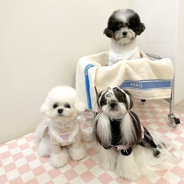 페오펫몰,디어아지  강아지 봄 여름 가을 트위드원피스 리본 공주드레스