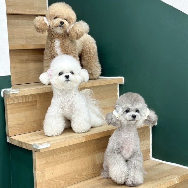 페오펫몰,디어아지 이어슈슈 귀 통풍 스크런치 리본 곱창밴드 양갈래