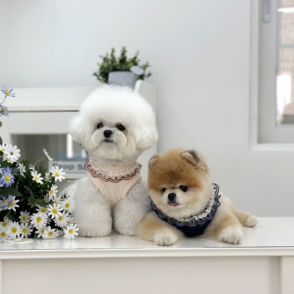 페오펫몰,디어아지 강아지니트 플라워 프릴 민소매 레이스 옷 아이보리