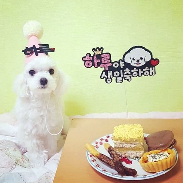 페오펫몰,강아지 케이크토퍼