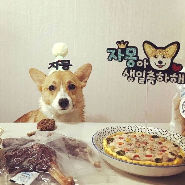 페오펫몰,강아지 케이크토퍼