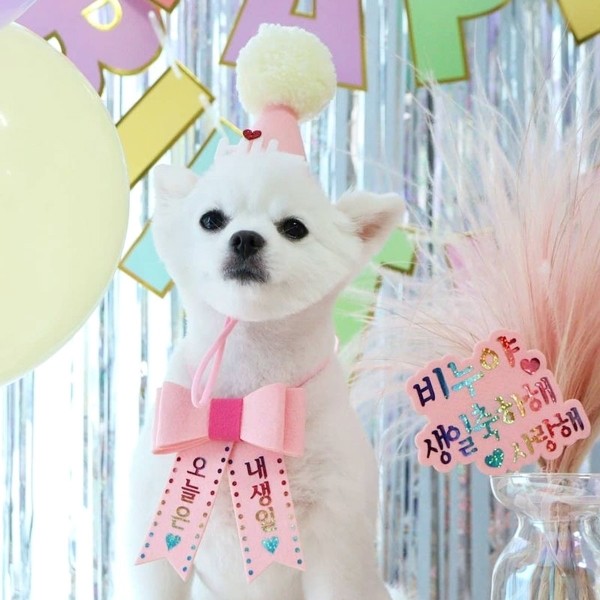 페오펫몰,생일파티세트