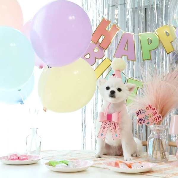 페오펫몰,생일파티세트