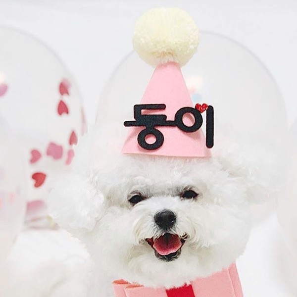 페오펫몰,강아지 고양이 고깔모자 파티햇 애견모자 반려동물 생일파티