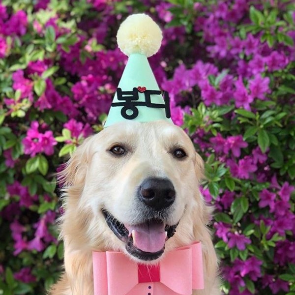 페오펫몰,강아지 고양이 고깔모자 파티햇 애견모자 반려동물 생일파티