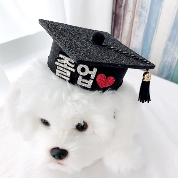 페오펫몰,고양이강아지 학사모 애견 졸업사진