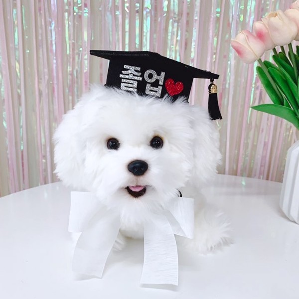 페오펫몰,고양이강아지 학사모 애견 졸업사진