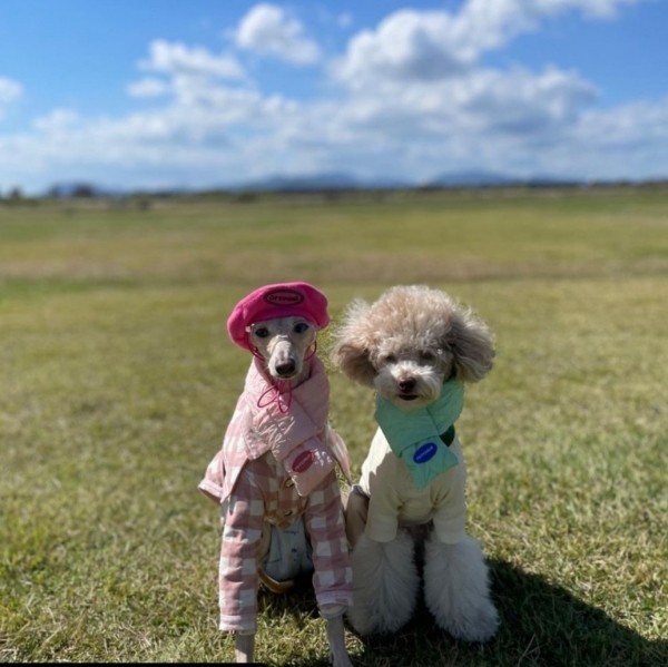 페오펫몰,펫차일드 고양이 강아지 케이프 스카프