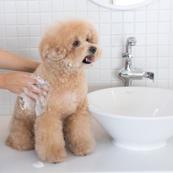 페오펫몰,리스펫랩 강아지 고양이 더 순한 저자극 더 밸런스 샴푸 500ml