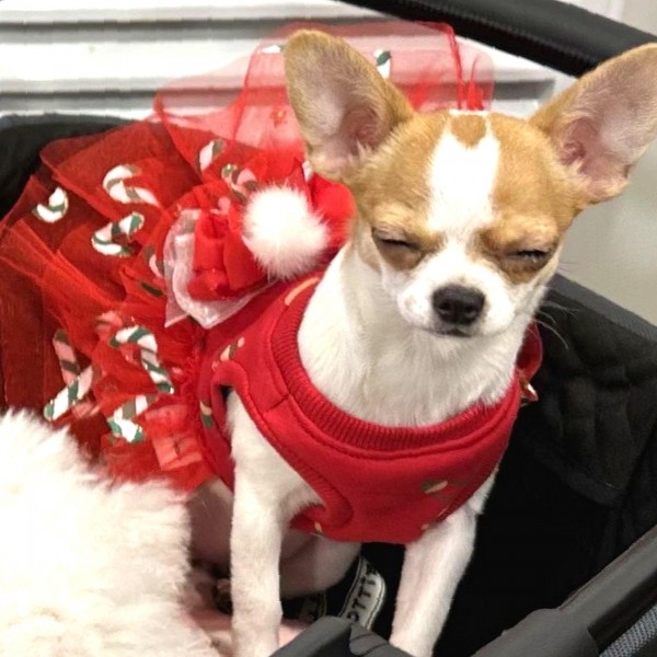 페오펫몰,플로피이얼스,크리스마스 레드켄디 강아지드레스,애견원피스