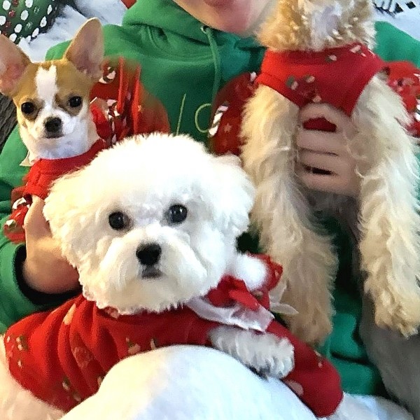 페오펫몰,[새해특가]크리스마스 화이트레이스 강아지 스웻셔츠,애견티셔츠,크리스마스애견옷