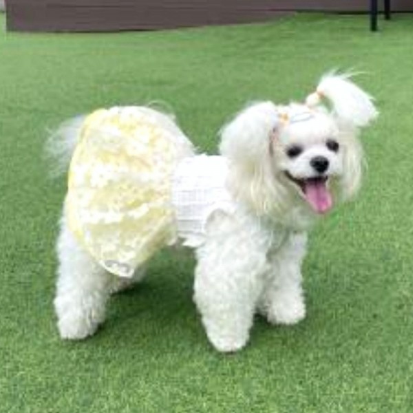 페오펫몰,플로피이얼스[꽃길특가]카밀리아 화이트드레스,강아지원피스