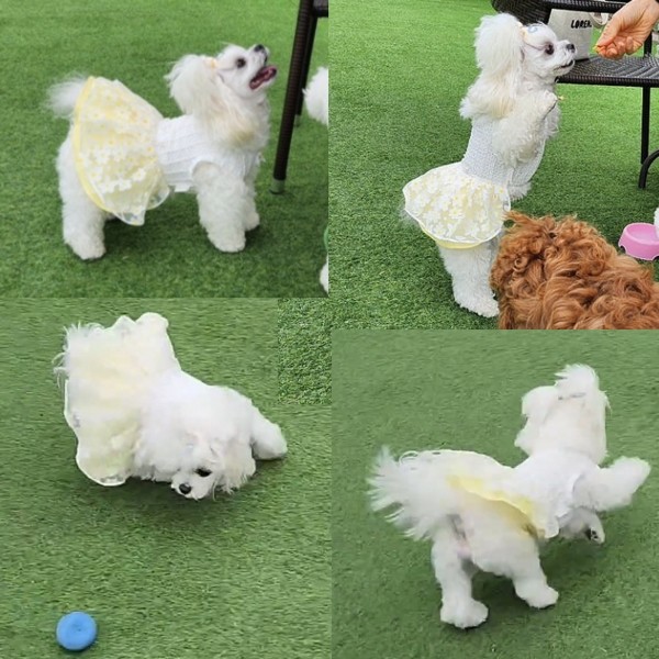 페오펫몰,플로피이얼스[꽃길특가]카밀리아 화이트드레스,강아지원피스