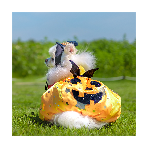 페오펫몰,Pumpkin Harness (호박 하네스)