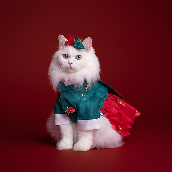 페오펫몰,Hanbok No.4 Female Style (Dress)