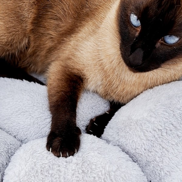 페오펫몰,개과천선 포이냥 강아지 쿠션