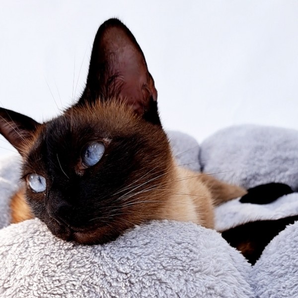 페오펫몰,개과천선 포이냥 강아지 쿠션