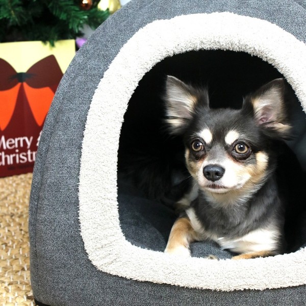 페오펫몰,개과천선 셀리 강아지 하우스