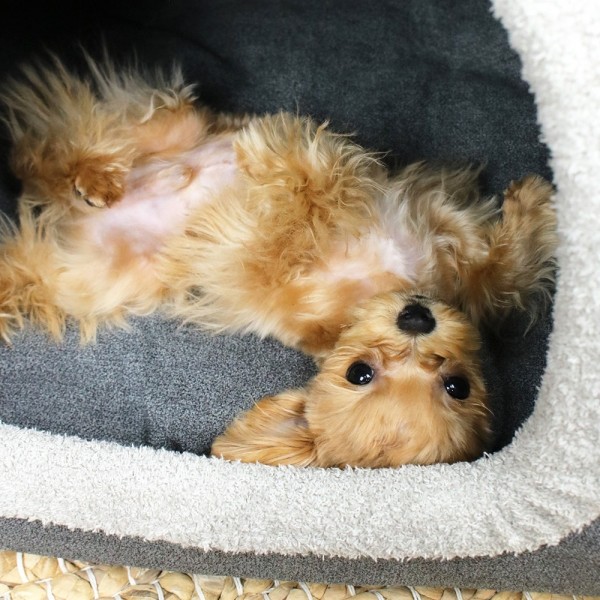 페오펫몰,개과천선 셀리 강아지 하우스