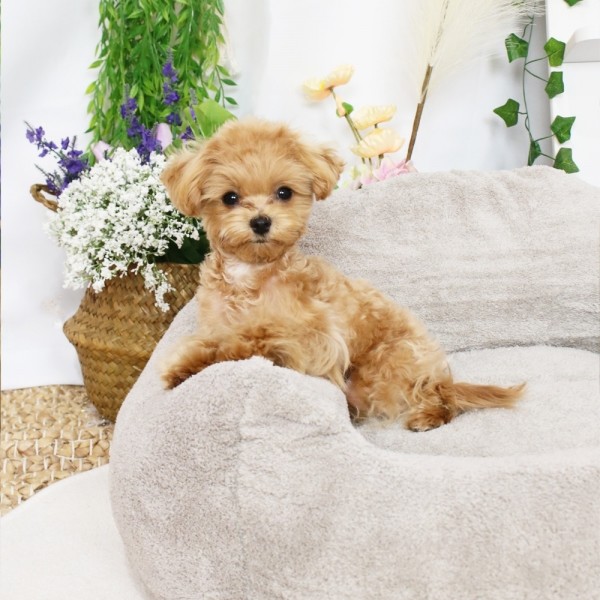 페오펫몰,개과천선 웜티 강아지 소파 방석